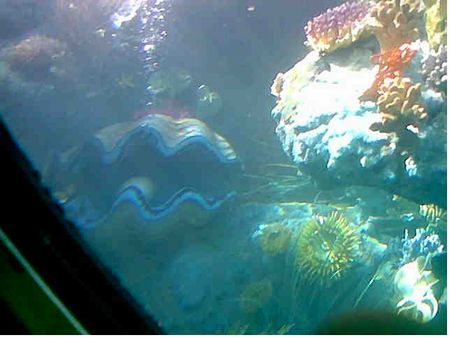 Finding Nemo Submarine Voyage photo, from ThemeParkInsider.com